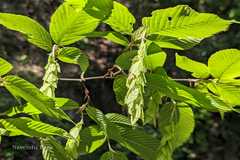 Carpinus faginea